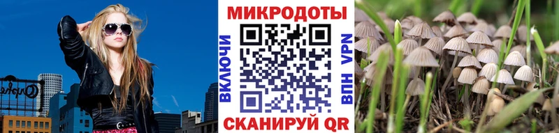 Купить закладки  Котельниково  Псилоцибиновые грибы Psilocybe 